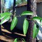 Lanceleaf Greenbrier Smilax smallii 20 Seeds