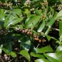 Lanceleaf Greenbrier Smilax smallii 20 Seeds