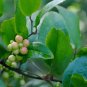 Lanceleaf Greenbrier Smilax smallii 20 Seeds