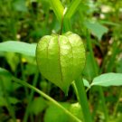 Cutleaf Ground Cherry Physalis angulata 20 Seeds