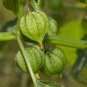 Cutleaf Ground Cherry Physalis angulata 20 Seeds
