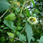 Cutleaf Ground Cherry Physalis angulata 20 Seeds