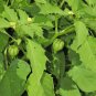 Cutleaf Ground Cherry Physalis angulata 20 Seeds