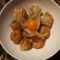 Cutleaf Ground Cherry Physalis angulata 20 Seeds