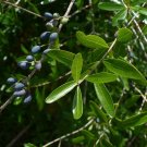 Florida Privet Forestiera segregata 50 Seeds