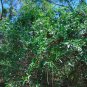 Florida Privet Forestiera segregata 50 Seeds
