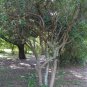 Florida Privet Forestiera segregata 50 Seeds