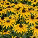 Black-Eyed Susan 2000 Seeds Rudbeckia hirta Black-Eyed Susan 2000 Seeds Rudbeckia hirta