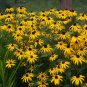 Black-Eyed Susan 2000 Seeds Rudbeckia hirta