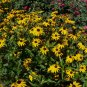 Black-Eyed Susan 2000 Seeds Rudbeckia hirta
