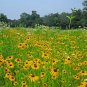 Black-Eyed Susan 2000 Seeds Rudbeckia hirta