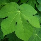 Chinese Parasol Tree Firmiana simplex 20 Seeds Chinese Parasol Tree Firmiana simplex 20 Seeds