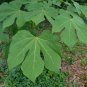 Chinese Parasol Tree Firmiana simplex 20 Seeds