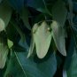 Chinese Parasol Tree Firmiana simplex 20 Seeds