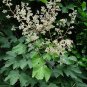 Chinese Parasol Tree Firmiana simplex 20 Seeds