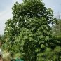 Chinese Parasol Tree Firmiana simplex 20 Seeds