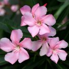 Light Pink Oleander Nerium oleander 20 Seeds