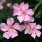 Light Pink Oleander Nerium oleander 20 Seeds