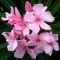 Light Pink Oleander Nerium oleander 20 Seeds