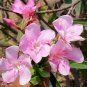 Light Pink Oleander Nerium oleander 20 Seeds
