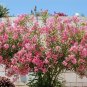 Light Pink Oleander Nerium oleander 20 Seeds