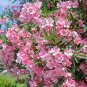 Light Pink Oleander Nerium oleander 20 Seeds