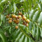 Florida Soapberry Sapindus marginatus 10 Seeds