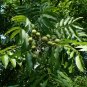 Florida Soapberry Sapindus marginatus 10 Seeds