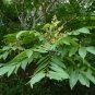 Florida Soapberry Sapindus marginatus 10 Seeds