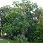 Florida Soapberry Sapindus marginatus 10 Seeds