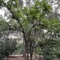 Florida Soapberry Sapindus marginatus 10 Seeds