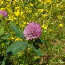 Red Clover 100 Seeds  Trifolium pratense