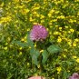 Red Clover 100 Seeds Trifolium pratense
