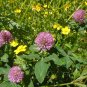 Red Clover 100 Seeds Trifolium pratense