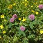 Red Clover 100 Seeds Trifolium pratense