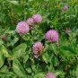 Red Clover 100 Seeds Trifolium pratense