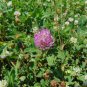 Red Clover 100 Seeds Trifolium pratense