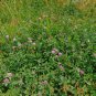 Red Clover 100 Seeds Trifolium pratense