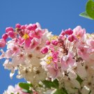 Java Cassia  10 Seeds  Cassia javanica