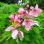 Java Cassia  10 Seeds  Cassia javanica