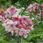 Java Cassia  10 Seeds  Cassia javanica