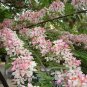 Java Cassia  10 Seeds  Cassia javanica