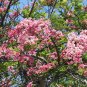 Java Cassia  10 Seeds  Cassia javanica