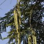 Java Cassia  10 Seeds  Cassia javanica