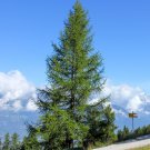 European Larch Larix decidua 100 Seeds European Larch Larix decidua 100 Seeds