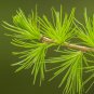 European Larch Larix decidua 100 Seeds