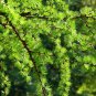 European Larch Larix decidua 100 Seeds
