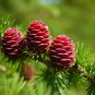 European Larch Larix decidua 100 Seeds