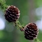 European Larch Larix decidua 100 Seeds