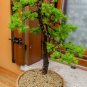 European Larch Larix decidua 100 Seeds